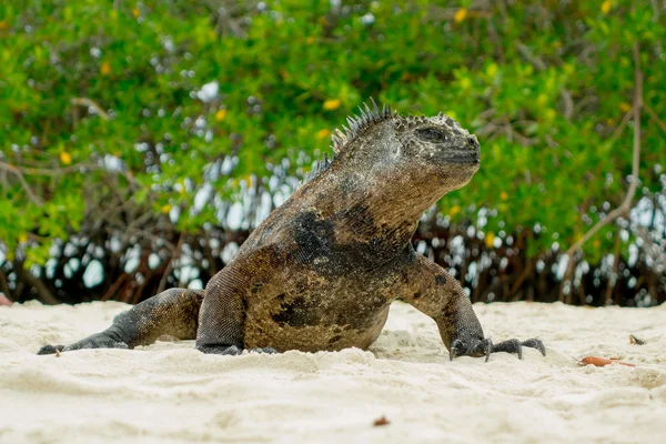 Prachtige leguaan rusten in het strand santa cruz galapagos — Stockfoto