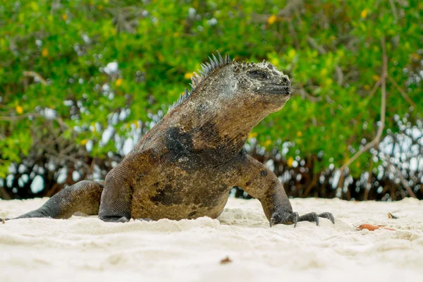 サンタ クルーズにある、ビーチのガラパゴスで休んで美しいイグアナ — ストック写真