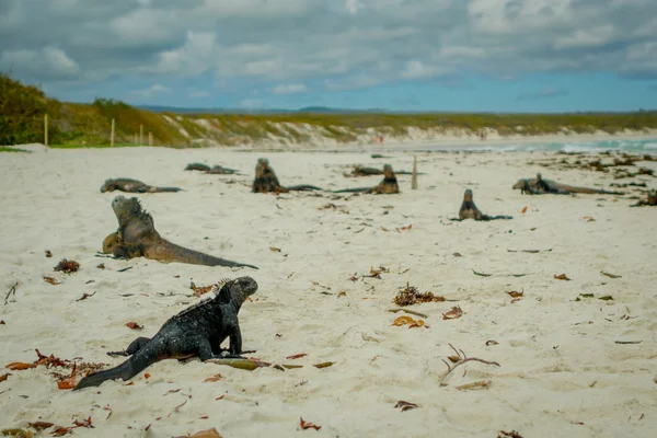 Hermosa iguana descansando en la playa santa cruz galápagos — Foto de Stock