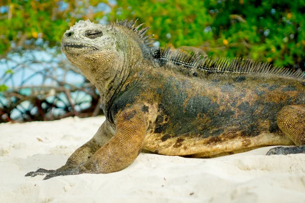 Belle iguane reposant sur la plage santa cruz galapagos — Photo