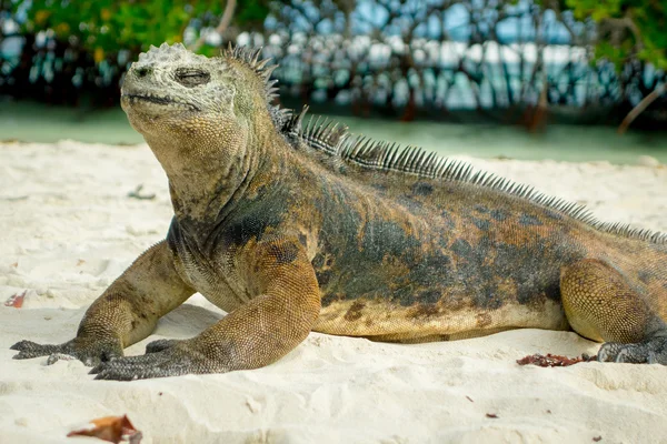 Hermosa iguana descansando en la playa santa cruz galápagos — Foto de Stock