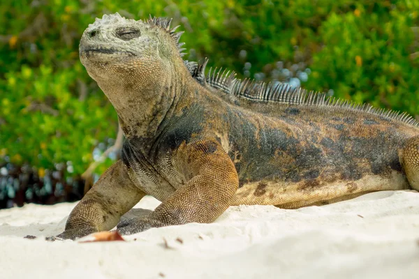 Hermosa iguana descansando en la playa santa cruz galápagos — Foto de Stock