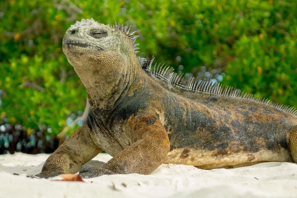 Hermosa iguana descansando en la playa santa cruz galápagos —  Fotos de Stock