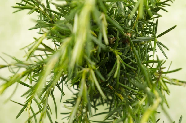 Aromatic and green garden-fresh rosemary closeup above camera — Stock Photo, Image