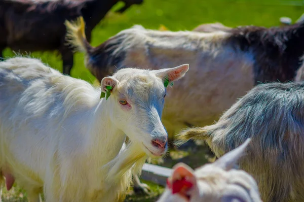 VALDRES, NORVEGIA - 6 LUGLIO 2015: Capre di montagna vagano liberamente negli splendidi dintorni situati a Valdresflya — Foto Stock