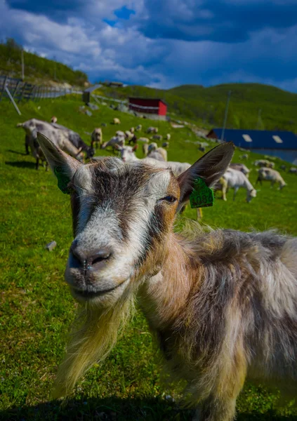 VALDRES, NORWAY - 6 JULY, 2015: Mountain goats wandering freely in beautiful sorroundings located at Valdresflya — Zdjęcie stockowe