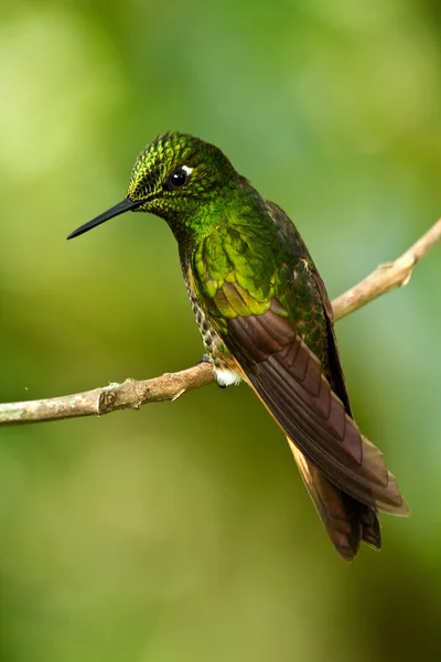 Gyönyörű zöld kolibri — Stock Fotó