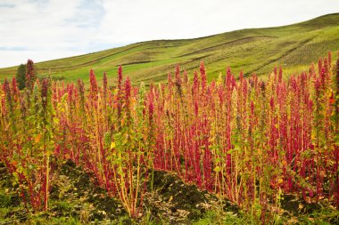 Quinoa tarlaları Chimborazo, Ecuador