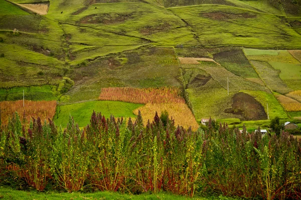 Plantações de quinoa em Chimborazo, Equador — Fotografia de Stock