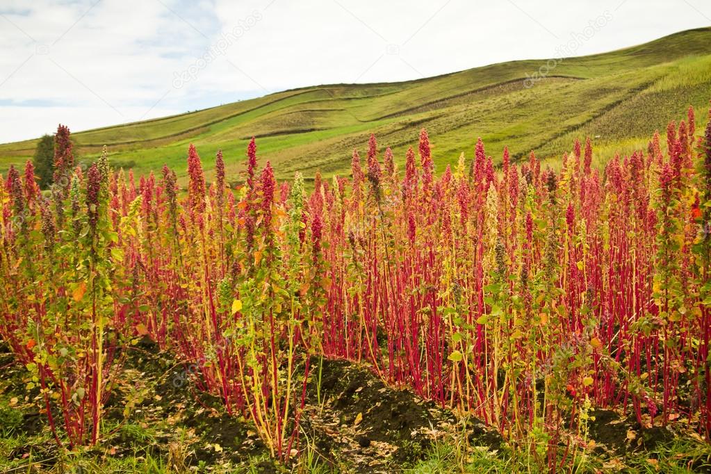 Quinoa plantations in Chimborazo, Ecuador