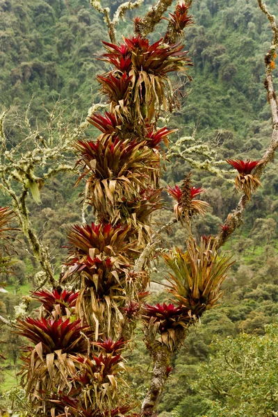 Paisagem de charneca andina em Oyacachi, Equador — Fotografia de Stock