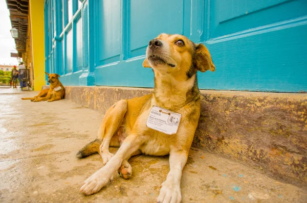 Havana, Kuba - 2 prosince 2013: Street dogs nošení Id vydané vládou — Stock fotografie