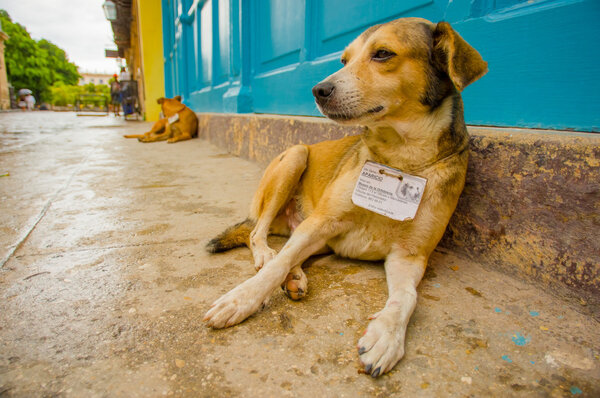 HAVANA, CUBA - DECEMBER 2, 2013: Street dogs wearing an ID issued by the goverment