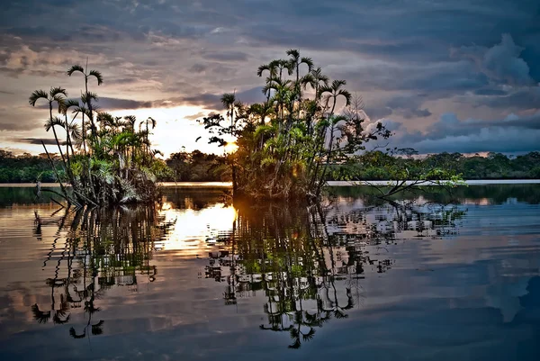 Красивый пейзаж, тропические леса Амазонки, Национальный парк Ясуни, Эквадор — стоковое фото