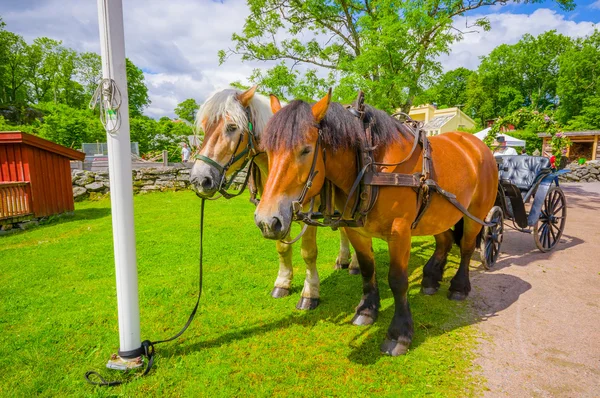 Paard en wagen in Gunnebo House, Gothemburg, Zweden — Stockfoto