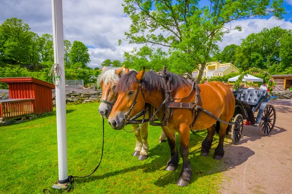 Paard en wagen in Gunnebo House, Gothemburg, Zweden — Stockfoto