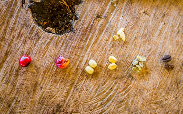 Granos de café pelados, secos y tostados — Foto de Stock