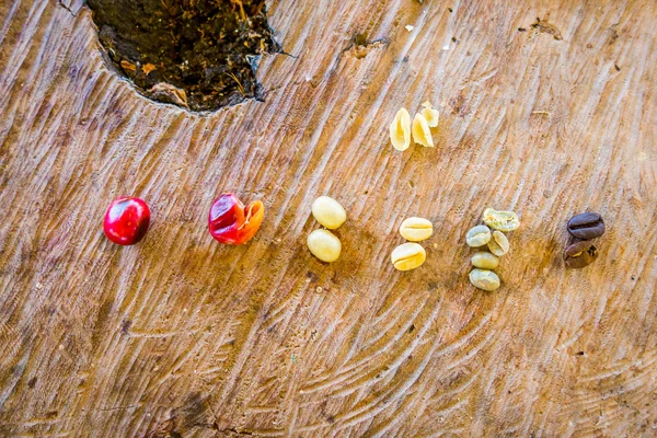 Kaffeebohnen, geschält, trocken und geröstet — Stockfoto