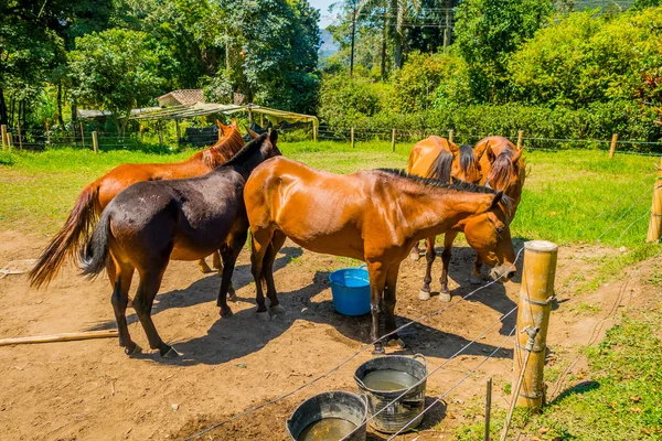 Hermosos caballos marrón en una granja — Foto de Stock