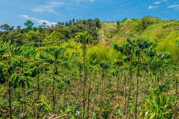 Koffie boerderij in Manizales, Colombia — Stockfoto