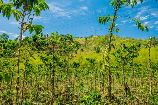 Koffie boerderij in Manizales, Colombia — Stockfoto