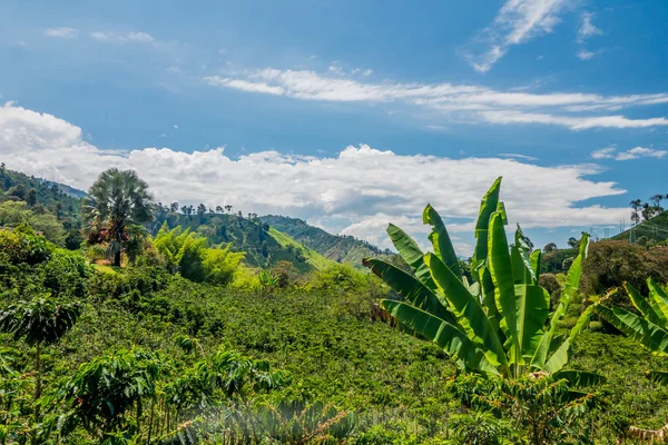 Kawy gospodarstwa w Manizales, Colombia — Zdjęcie stockowe