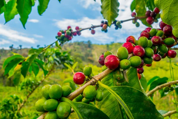 கொலம்பியாவின் மனிசலேஸில் உள்ள காபி பண்ணை — ஸ்டாக் புகைப்படம்