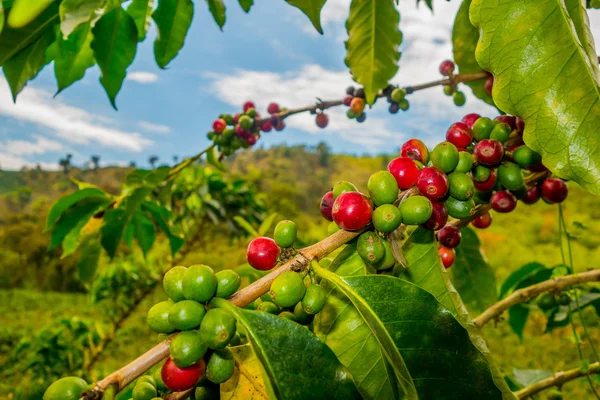 Finca cafetalera en Manizales, Colombia — Foto de Stock