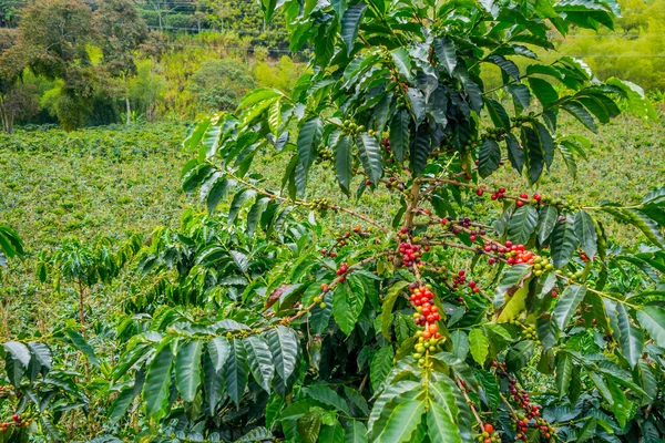 Kawy gospodarstwa w Manizales, Colombia — Zdjęcie stockowe