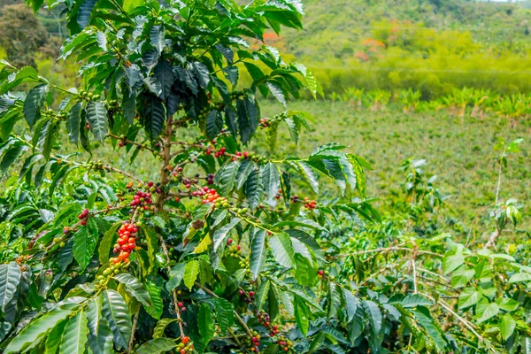 Finca cafetalera en Manizales, Colombia — Foto de Stock