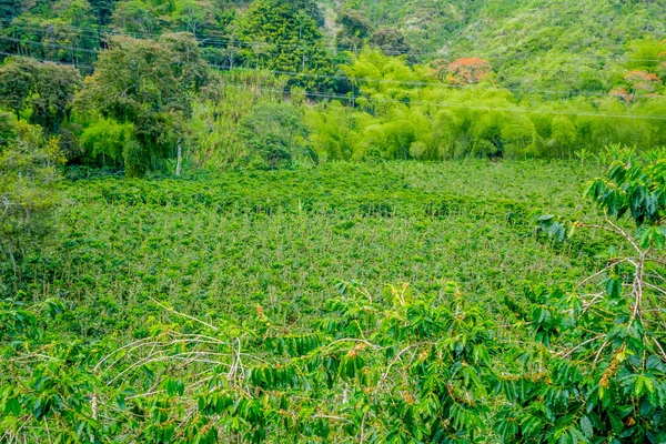 Koffie boerderij in Manizales, Colombia — Stockfoto