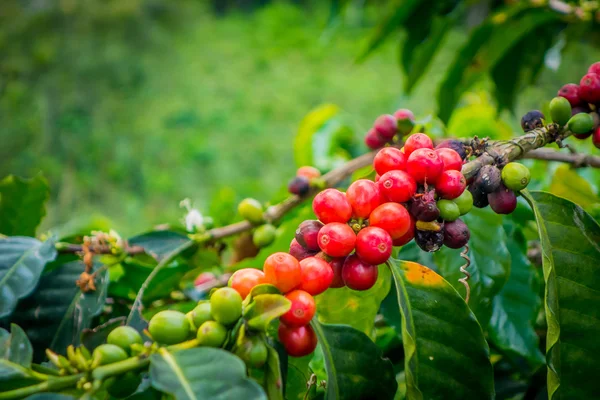 கொலம்பியாவின் மனிசலேஸில் உள்ள காபி பண்ணை — ஸ்டாக் புகைப்படம்