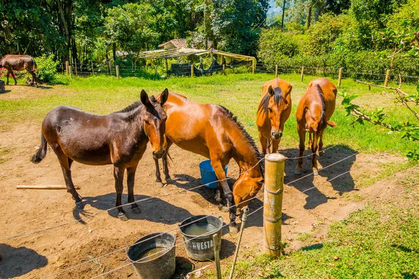 Hermosos caballos marrón en una granja — Foto de Stock