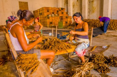 Santa Clara, Cuba - 08 Eylül 2015: El yapımı puro tütün yaprakları hazırlanması