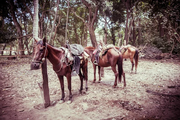 Hermosos caballos al aire libre en un bosque tropical — Foto de Stock