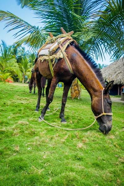 Belo cavalo ao ar livre em uma floresta tropical — Fotografia de Stock