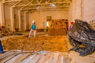 Santa Clara, Cuba - 08 Eylül 2015: El yapımı puro tütün yaprakları hazırlanması