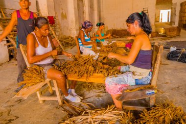 Santa Clara, Cuba - 08 Eylül 2015: El yapımı puro tütün yaprakları hazırlanması