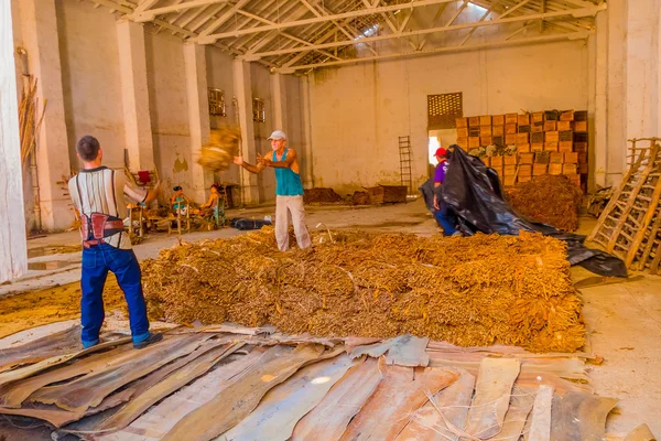 Santa Clara, Kuba - 08 września 2015: Ręcznie robione cygara przygotowanie liści tytoniu — Zdjęcie stockowe