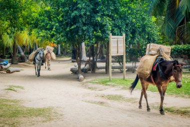 Nationaalpark Tayrona, colombia