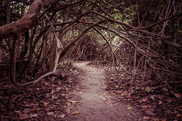 Ścieżka spacerowa w jesiennym lesie — Zdjęcie stockowe