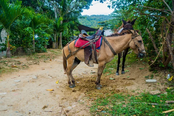 Paarden in Nationaal Park Tayrona, Colombia — Stockfoto