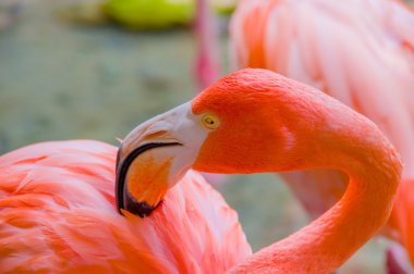 Pink flamingos close up, detail