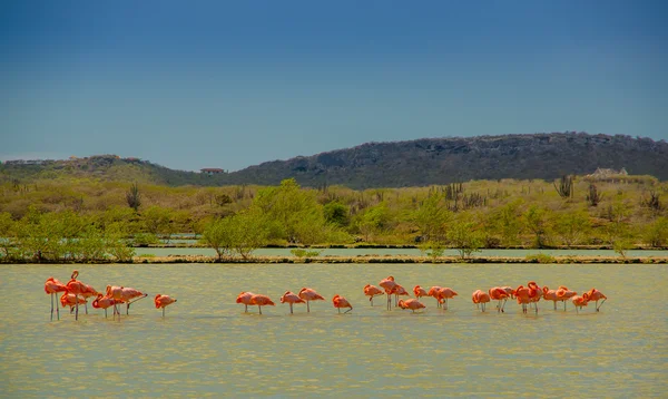 Rebanho de Flamingos em Curaçao — Fotografia de Stock
