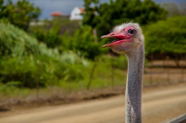 Struzzo africano curioso che cammina alla fattoria di struzzo . — Foto Stock