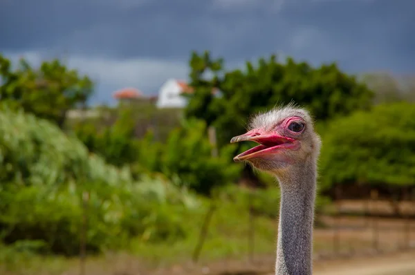 Nieuwsgierig Afrikaanse struisvogel wandelen op de ostrich farm. — Stockfoto