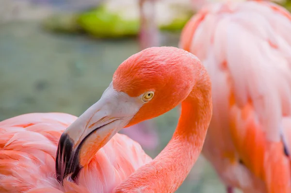 Flamingos cor de rosa de perto, detalhe — Fotografia de Stock