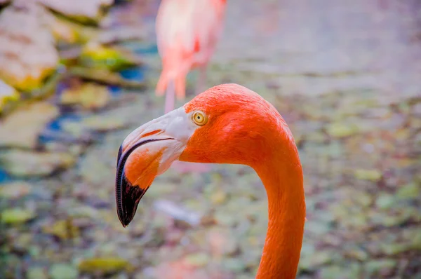 Pink flamingos close up, detail — 图库照片