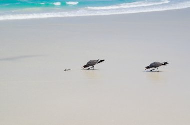 Birds sitting on beautiful Galapagos Islands beach with blue pacific ocean background