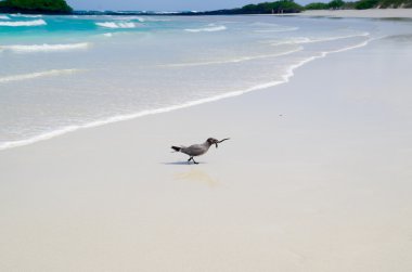 Birds sitting on beautiful Galapagos Islands beach with blue pacific ocean background